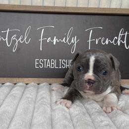 Companion Cross puppies from Wentzel Family Frenchtons
