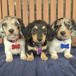 Dachshund puppies from Lunas Dashing Doxies