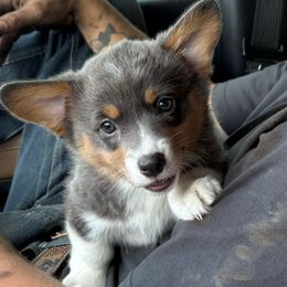 Bonnie - Blue female Pembroke Welsh Corgi puppy in Whitehall, Montana from Valley View Corgis