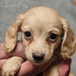 Olive cream female - Cream female Dachshund puppy in Trade, Tennessee from TN Miniature Dachshunds & Basset Hounds
