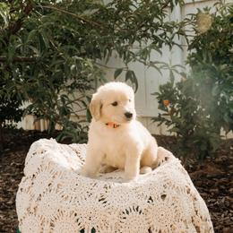 Miriam - Golden female Golden Retriever puppy in Ramona, California from SDPREMIERGOLDENS