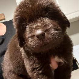 Graham - Brown male Newfoundland puppy in Saukville, Wisconsin from Crossroads Canines ~ Newfoundland Dogs