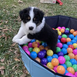 Australian Shepherd Puppies from Sandollar Aussies