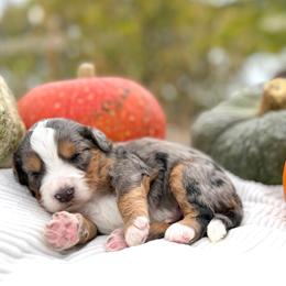 Rudolf  (Silver) - Merle male Bernedoodle puppy in Highland, Utah from Angel Pups Deluxe