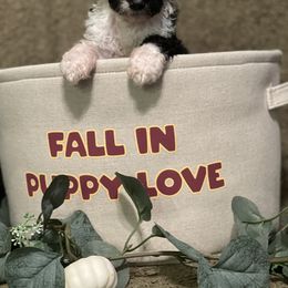 Bernedoodle Puppies from Northern NY Bernedoodles