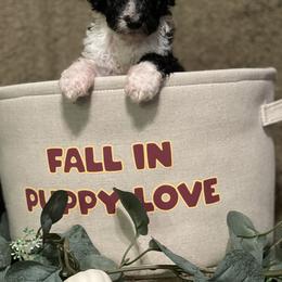 Bernedoodle Puppies from Northern NY Bernedoodles