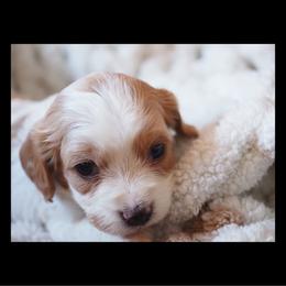 Draco Malfoy - Blenheim male Cavapoo puppy in Battle Lake, Minnesota from Panda Puppies