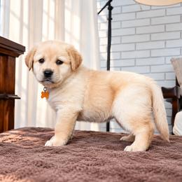 Sunshine - Gold Collar - Yellow female Labrador Retriever puppy in Charlotte, North Carolina from Patton Premier Labradors