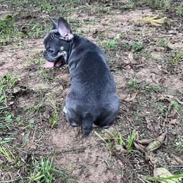 French Bulldog Puppies from Southern Belle Frenchies