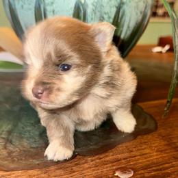 Girl B - Blue merle female Pomeranian puppy in Knoxville, Tennessee from Thea's Puppies