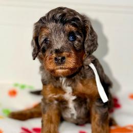 Debbie - Blue merle female Bernedoodle puppy in Beecher, Illinois from Erica’s Doodles