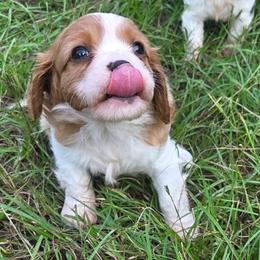 Harry - Blenheim male Cavalier King Charles Spaniel puppy in Sparta, Georgia from Southern Edge Therapy Ranch Cavaliers