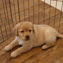 Snowball - Yellow female Labrador Retriever puppy in Camden, Indiana from Camden's Caring Canines