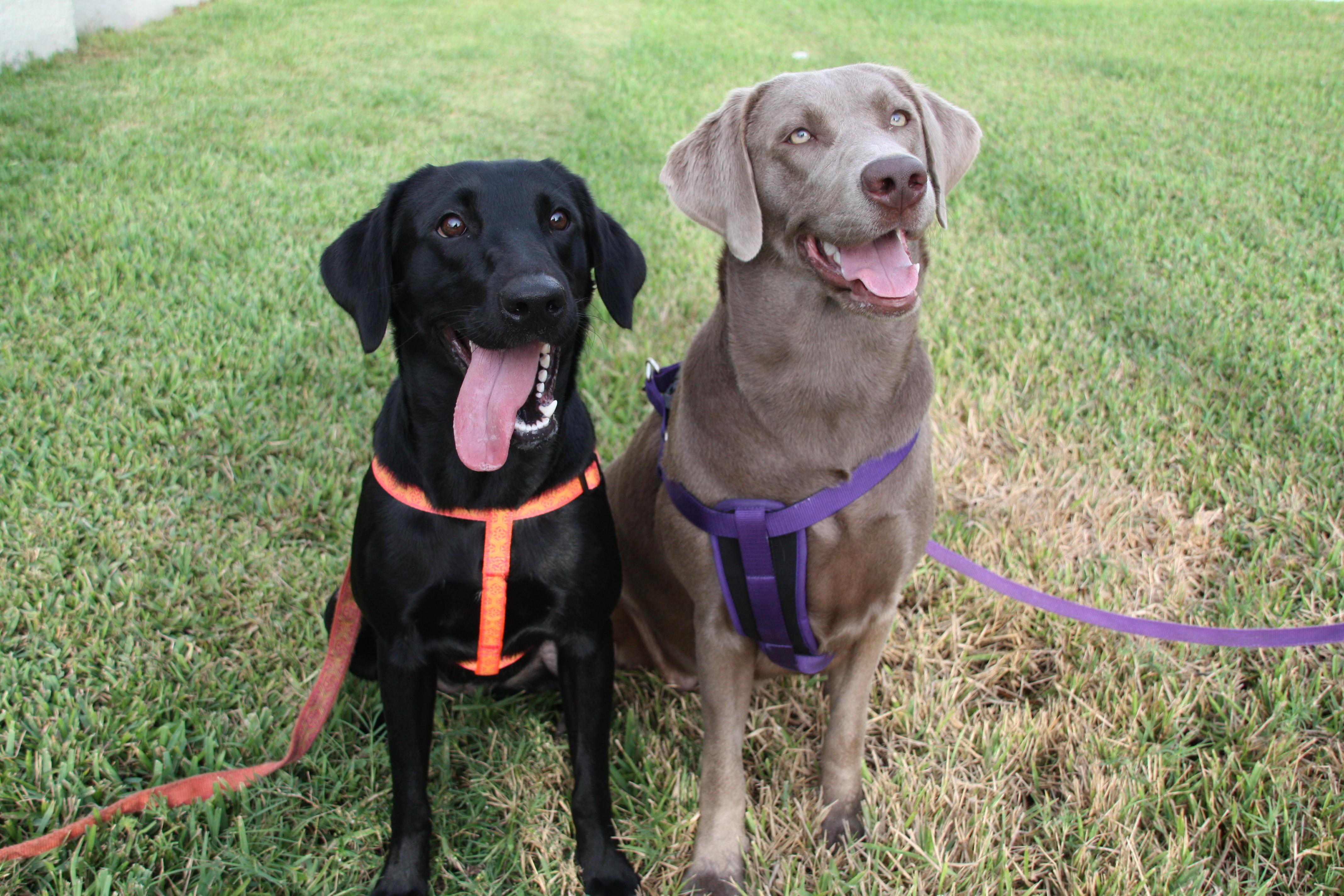 Longleaf Labradors in Florida Labrador Retriever and Dilute Retriever