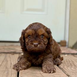Rosetta - Sable female Cockapoo puppy in Nashville, Arkansas from Rocky Road Puppies
