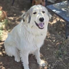 Charlie - Badger male Colorado Mountain Dog puppy in Chino Valley, Arizona from Big Sky Acres