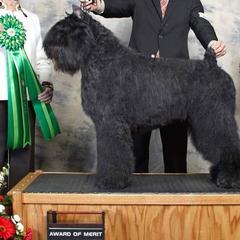 Bouvier des Flandres from Wise Choice Bouviers