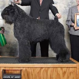 Bouvier des Flandres from Wise Choice Bouviers
