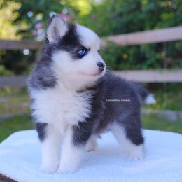 Echo - Black and white male Pomsky puppy in Boca Raton, Florida from Cardinal Point Pomskies