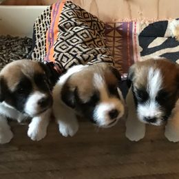 Russell Terriers from Misty Bridge Terriers