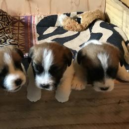 Russell Terriers from Misty Bridge Terriers