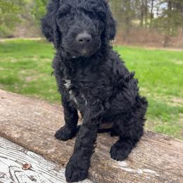 Basil (Dark Blue) - Black male Poodle puppy in Burwell, Nebraska from Petersen Poodles