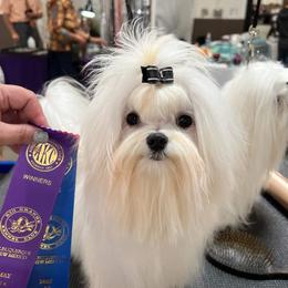 Happy - Maltese
