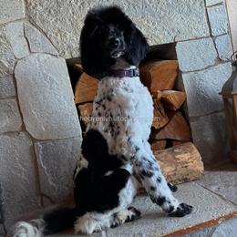 DOTTIE - Black and White Parti - Parti female Poodle puppy in Charlo, Montana from Heavenly Hilltop Farm
