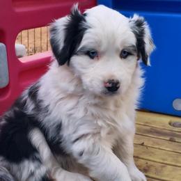 Greta - Blue merle female Australian Shepherd puppy in Neola, Utah from Wall To Wall Aussies