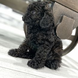 Cockapoo Puppies from Doodle Corner