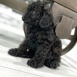 Cockapoo Puppies from Doodle Corner