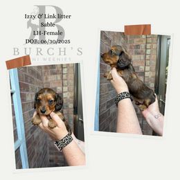 Sable - Sable female Dachshund puppy in Bridge City, Texas from Burch’s Mini Weenies