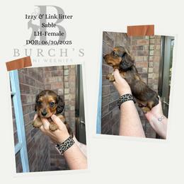 Sable - Sable female Dachshund puppy in Bridge City, Texas from Burch’s Mini Weenies