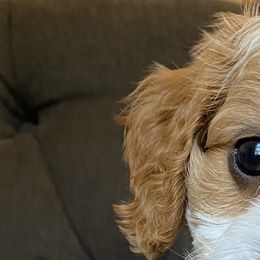 Cavapoo and Goldendoodle Puppies from Home Grown Puppies