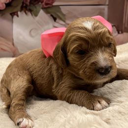 Nala - Red  female Goldendoodle puppy in The Woodlands, Texas from Gracie's Goldendoodles and Bernedoodles