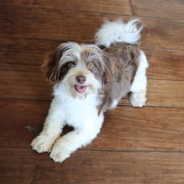 Fiona - Havanese