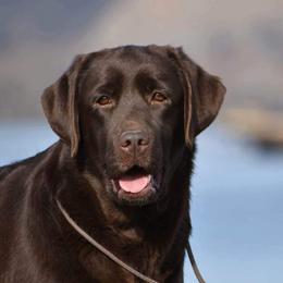 Valkira - Labrador Retriever