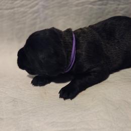 Purple collar - Brindle female Great Dane puppy in Mineola, Texas from RC Ranch Great Danes And Cane Corsos