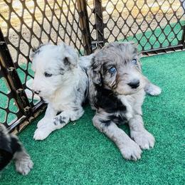Aussiedoodle and Australian Shepherd Puppies from Young Gun Aussies