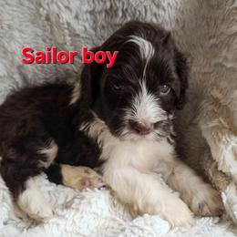 Sailor - Brown and white male Portuguese Water Dog puppy in Narvon, Pennsylvania from Prized Family Porties