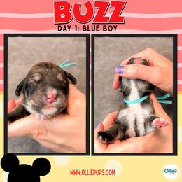 Blue - male Golden Mountain Doodle puppy in Boiling Springs, South Carolina from OlliePups, LLC