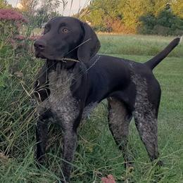 Nahla - German Shorthaired Pointer