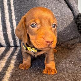 Daphne- Chocolate girl - Chocolate and tan female Dachshund puppy in North Auburn, California from Northern Doxie