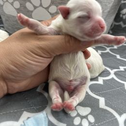 Boy 1 - White male Maltipoo puppy in Denair, California from 209PuppiesCaliforniaMaltipoo