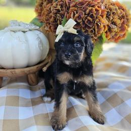 Ember - Phantom female Bernedoodle puppy in Russell Springs, Kentucky from 270 Doodles
