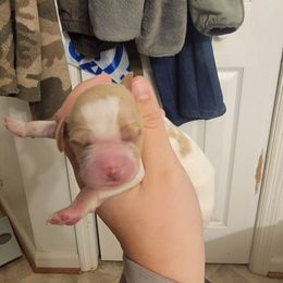 Male 4 - Orange and white male Brittany puppy in Rhoadesville, Virginia from HOMESCHOOLED BRITTANYS LLC