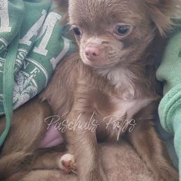 Maizee - Chihuahua