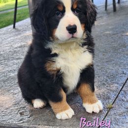 Bailey - Black rust and white female Bernese Mountain Dog puppy in Auburn, Indiana from Swamp Creek Berners
