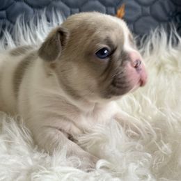 Holstein - White and fawn male French Bulldog puppy in Hemlock, Michigan from Top Billin' Frenchies
