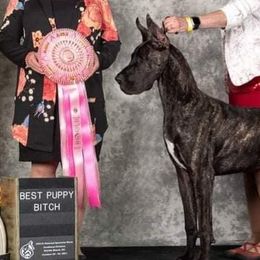 Great Danes from AnayaDanes